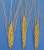 Kusᵊmin – rice wheat; Triticum dicoccum